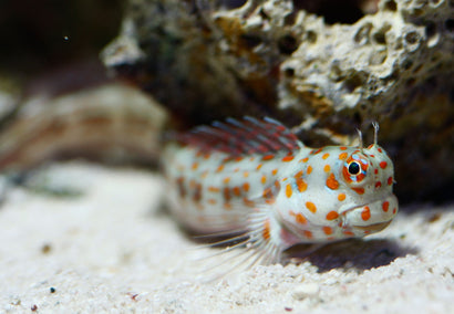 Orange Spot Blenny