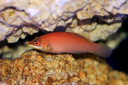 Orange Spotted Mystery Wrasse