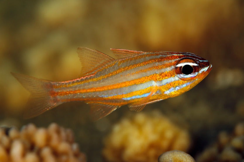 Orange Line Cardinal Orange Stripe Cardinal – Sea Dwelling Creatures