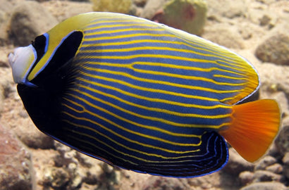 Imperator Angel: Orange Tail Xmas