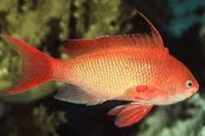 Orange (Blue Eye) Anthias: Male