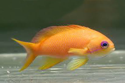 Orange (Blue Eye) Anthias