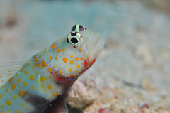 Orangespot Prawn Goby