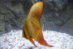 Orbiculate Batfish