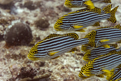 Oriental Sweetlips