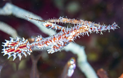 Ornate Ghost Pipefish
