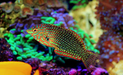 Ornate Leopard Wrasse