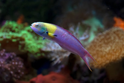 Paddlefin Wrasse