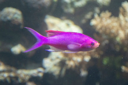 Pascalus Anthias