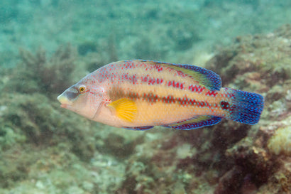 Peacock Wrasse