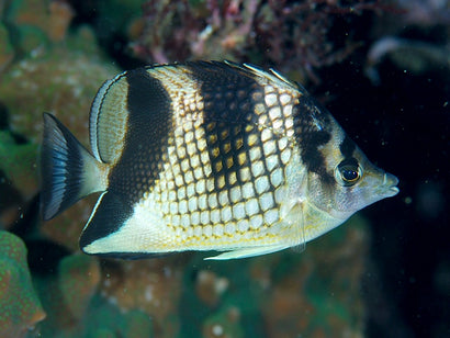 Pearlscale Butterfly: Black