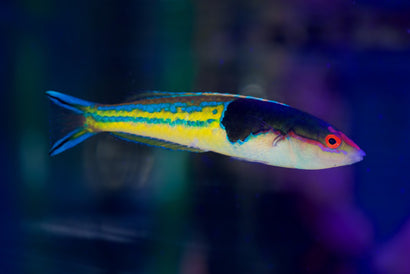 Multicolor Pencil Wrasse