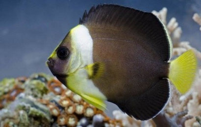 Personifer Angel: Female