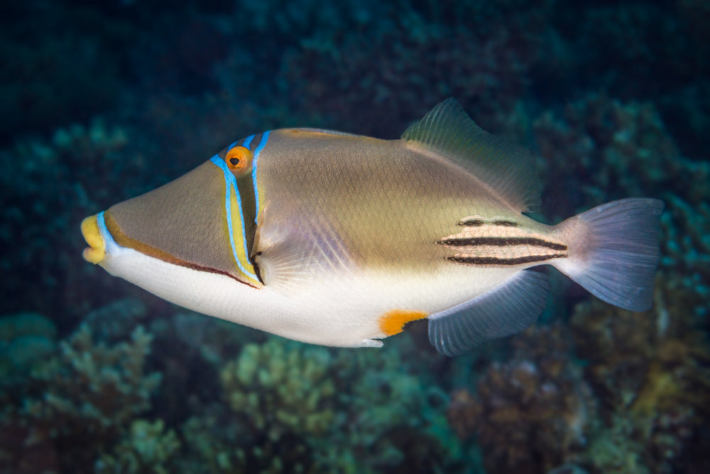 Assasi Trigger Sea Dwelling Creatures