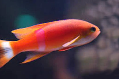 Pictilis Anthias: Male