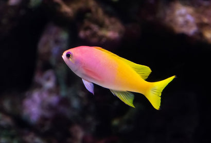 Pictilis Anthias: Female