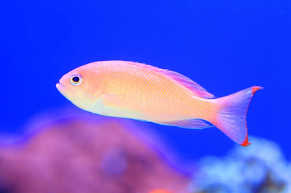 Pink Anthias: Female