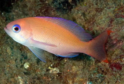 Pink Anthias: Male