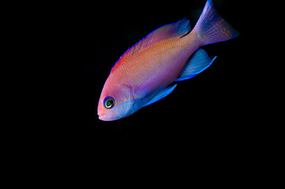 Pink Anthias
