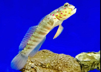 Pink & Blue Spot Watchman Goby