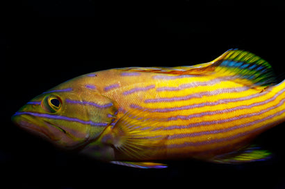 Polleni Grouper
