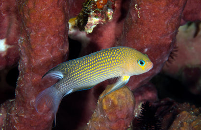 Polynemus Pseudochromis