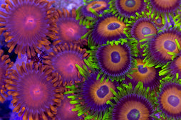 Polyps