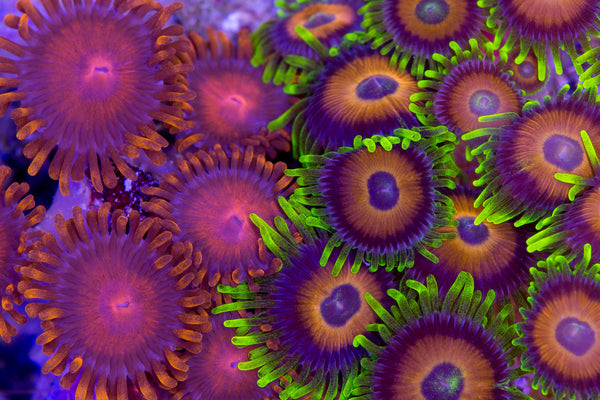 Polyps – Sea Dwelling Creatures