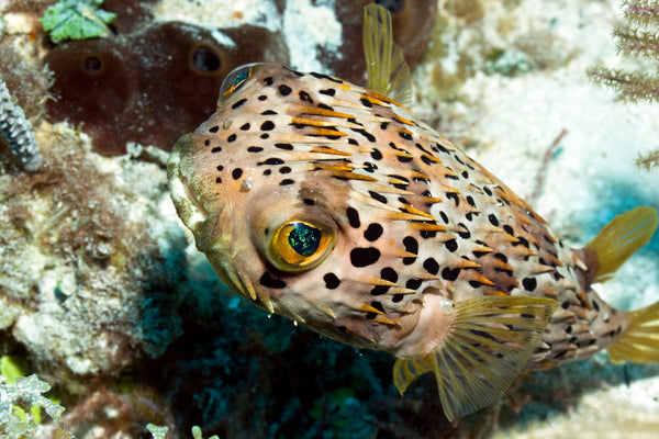Porcupine Puffer – Sea Dwelling Creatures