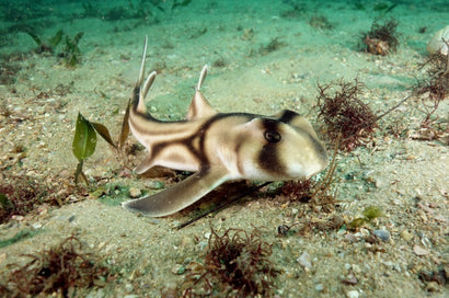 Port Jackson Shark