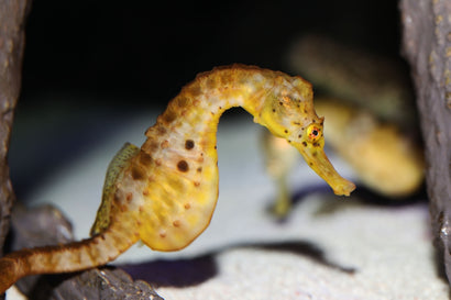 Pot Belly Seahorse: Tank Raised