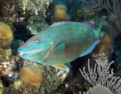 Princess Parrotfish