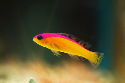 Pseudochromis
