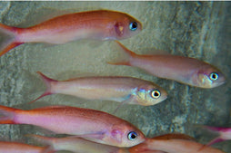 Purple Crown Anthias