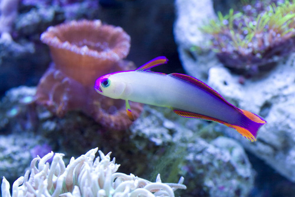 Purple Firefish Goby