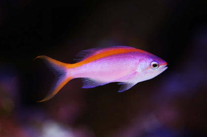 Purple Queen Anthias: Female