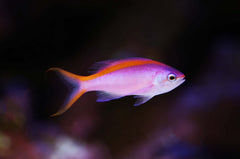 Purple Queen Anthias