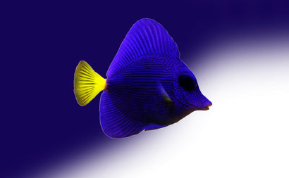 Purple Tang
