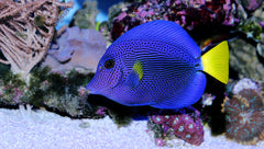 Purple Tang: Captive Bred