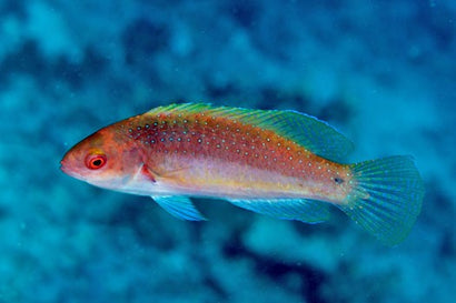 Purple Velvet Wrasse: Female