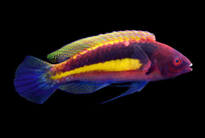 Purple Velvet Wrasse: Male