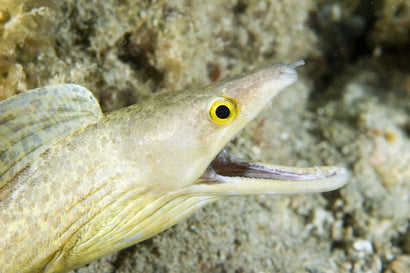 Purplemouth Moray Eel