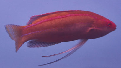 Pylei Fairy Wrasse: Female