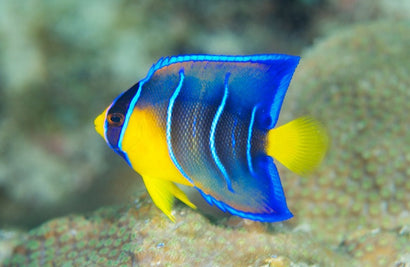 Queen Angel: Juvenile