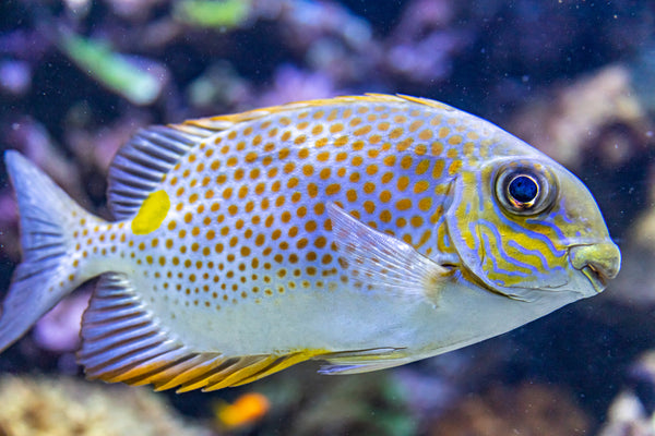 Rabbitfish – Sea Dwelling Creatures
