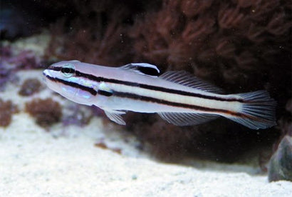 Railway Sleeper Goby