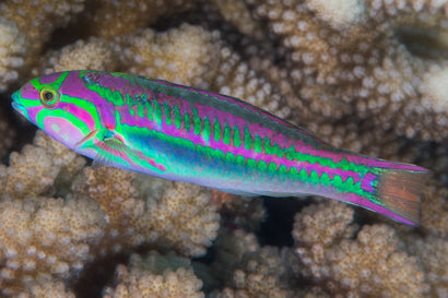 Rainbow Wrasse