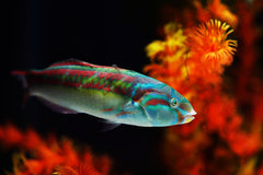 Rainbow Wrasse