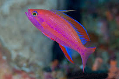 Randall's Anthias: Male
