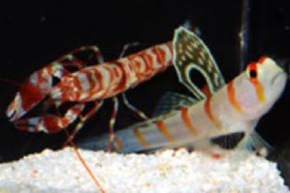 Randall's Goby & Shrimp